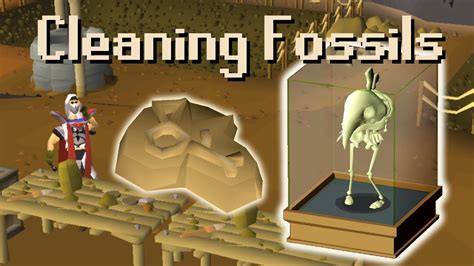 osrs how to clean fossils.